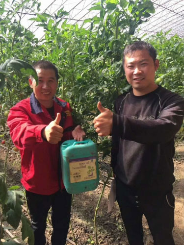 优美特水溶肥使用效果